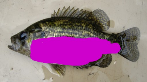purple rockbass