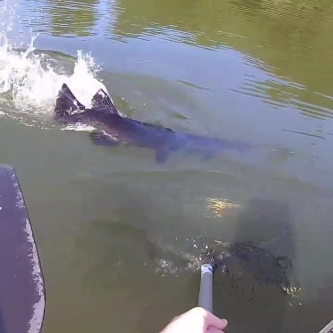 VID_459590607_064148_854_7008